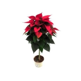 POINSETTIA \COPA M17  Copa 60cm